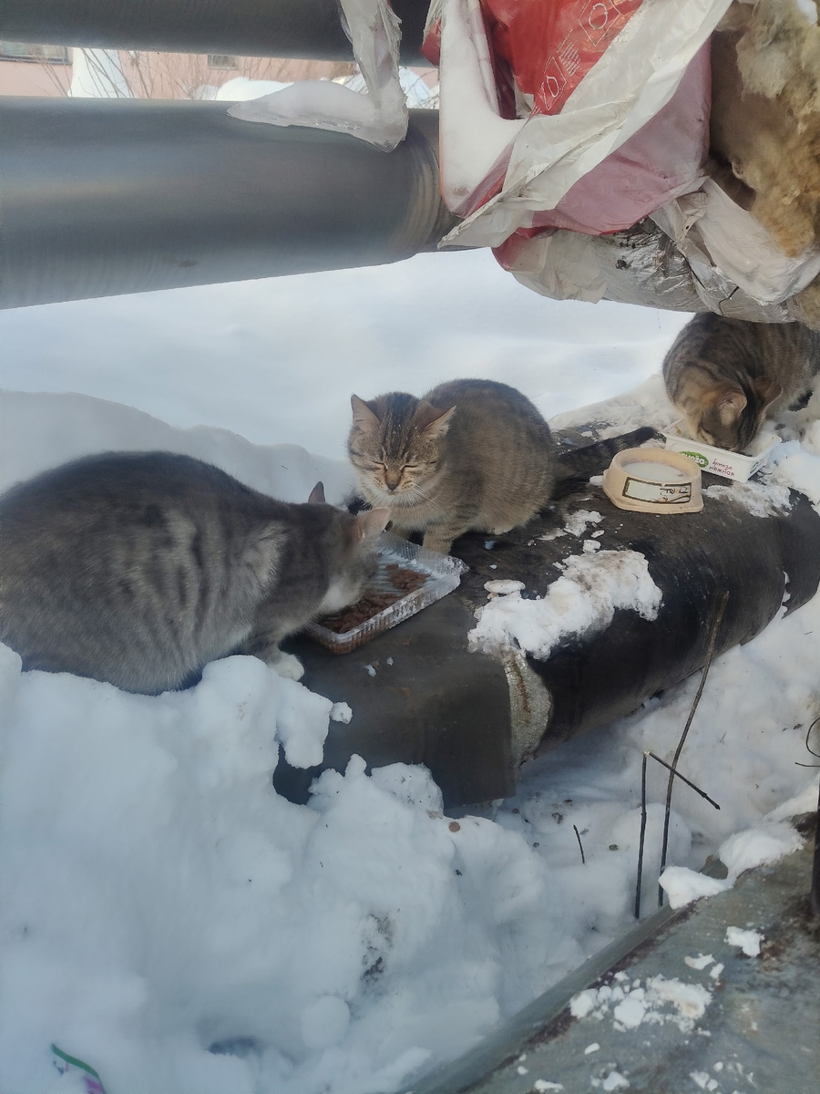 Бездомных животных вывозить из Реутова нельзя