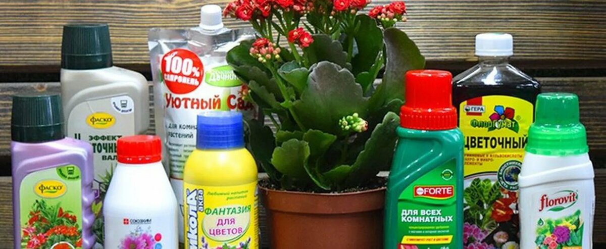 Какие удобрения использовать для рассады цветов в феврале–марте