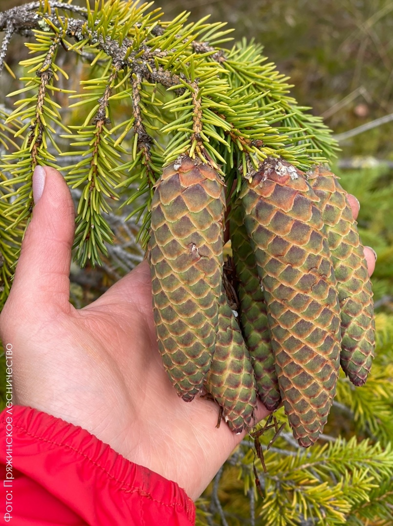    минприроды Карелии / ВК