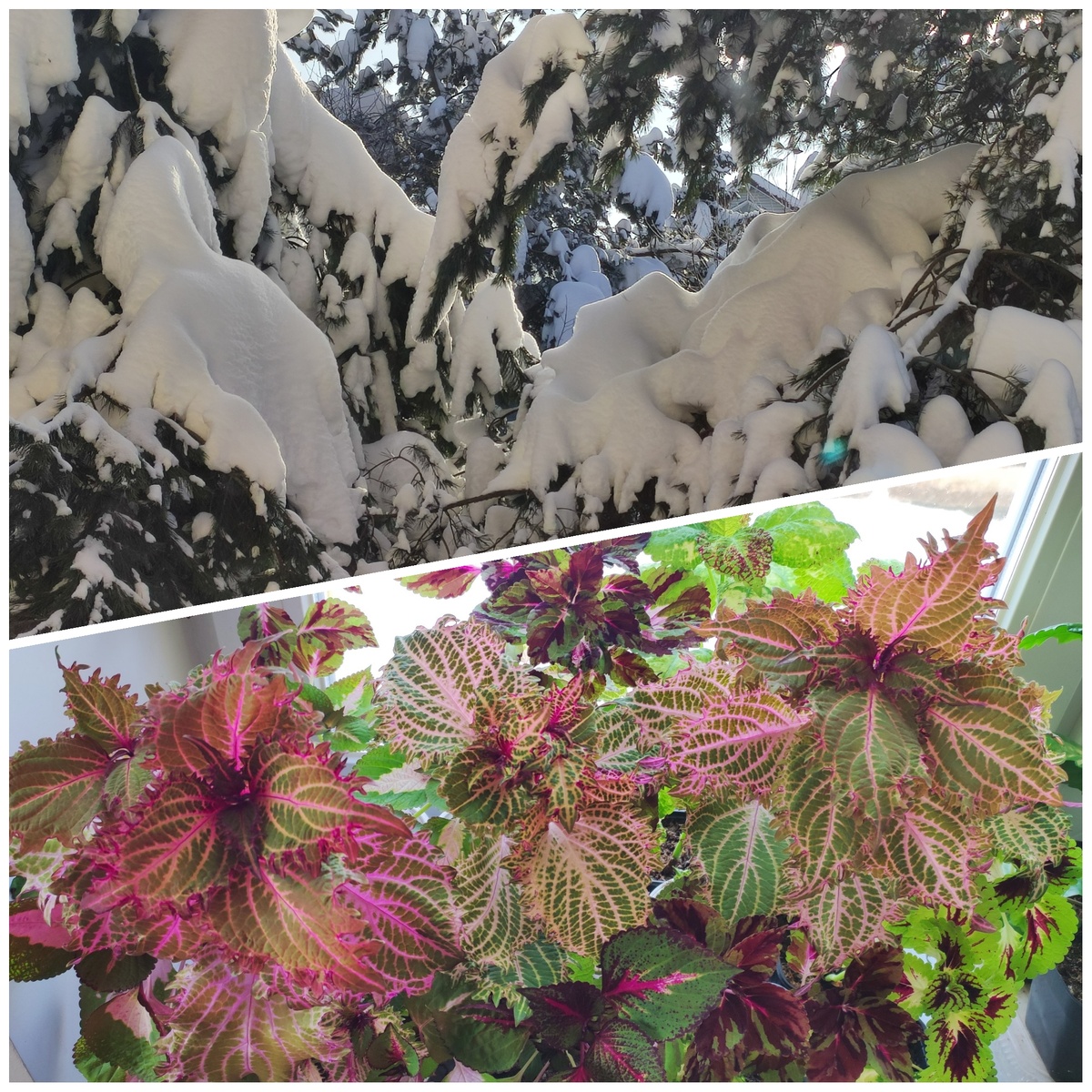 Фото для настроения - вид за окном и на окне