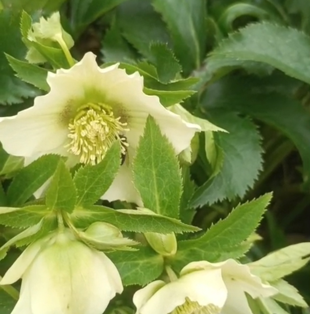 Еще немного февральских цветов из Сочинского леса