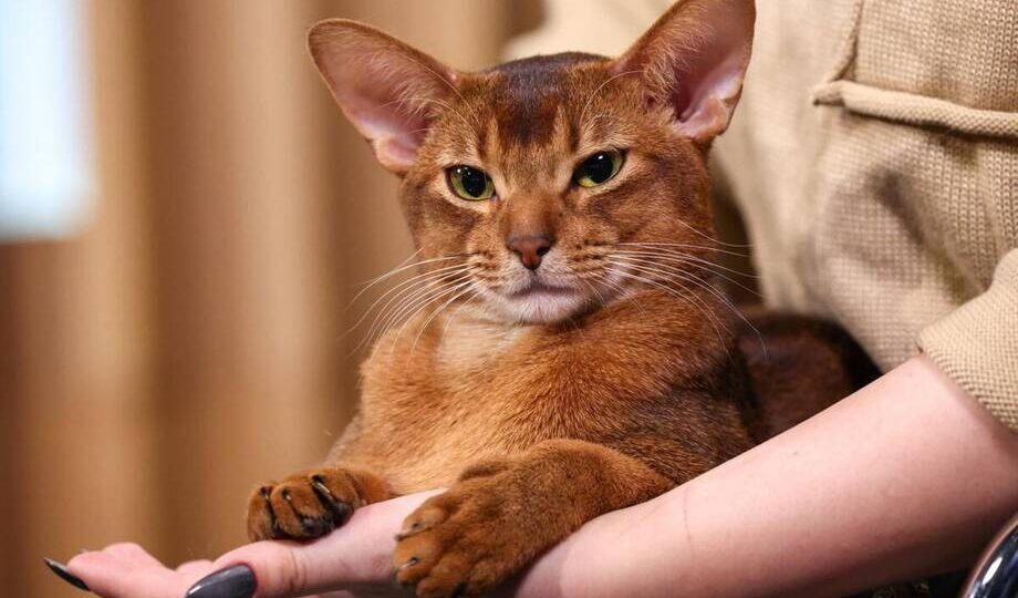 Кот из Москвы признан самым красивым в мире