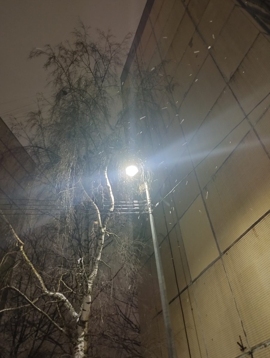 Снежок и берёза в ночи