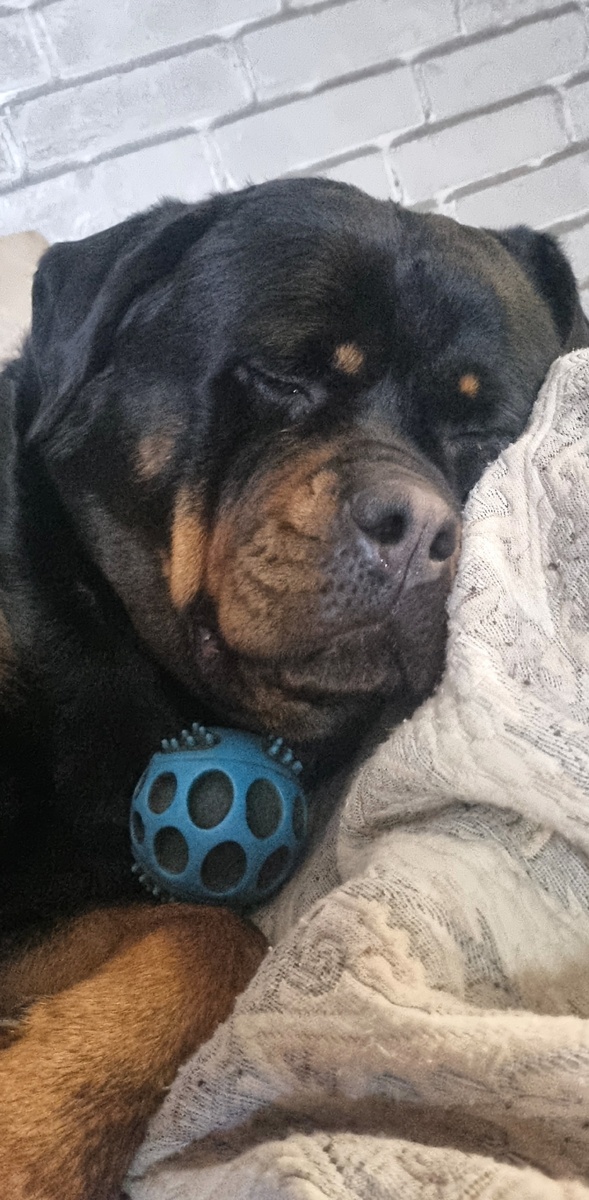 В субботу можно поспать подольше, семья спит и Берта вместе со всеми.