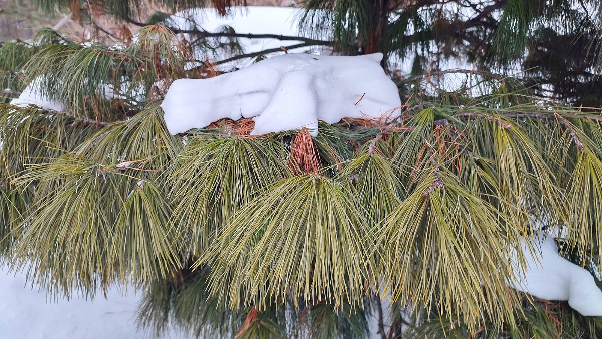 Природа рисует свои картины. Февраль. Новосибирск