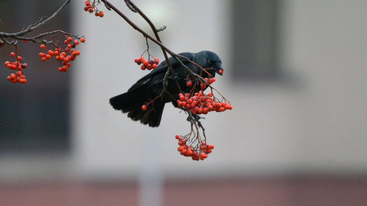 © photo: Sputnik / Viktor Tolochko