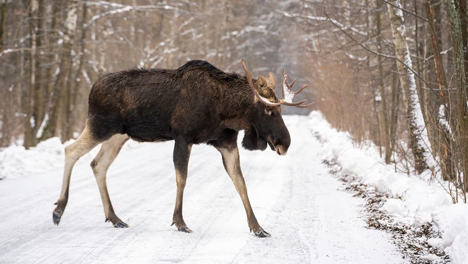 Автор фото: Tia Gata / Shutterstock / FOTODOM