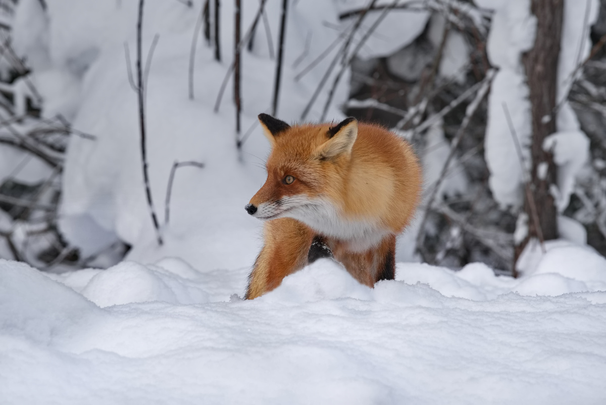 Автор фото: kaikups / Shutterstock / FOTODOM