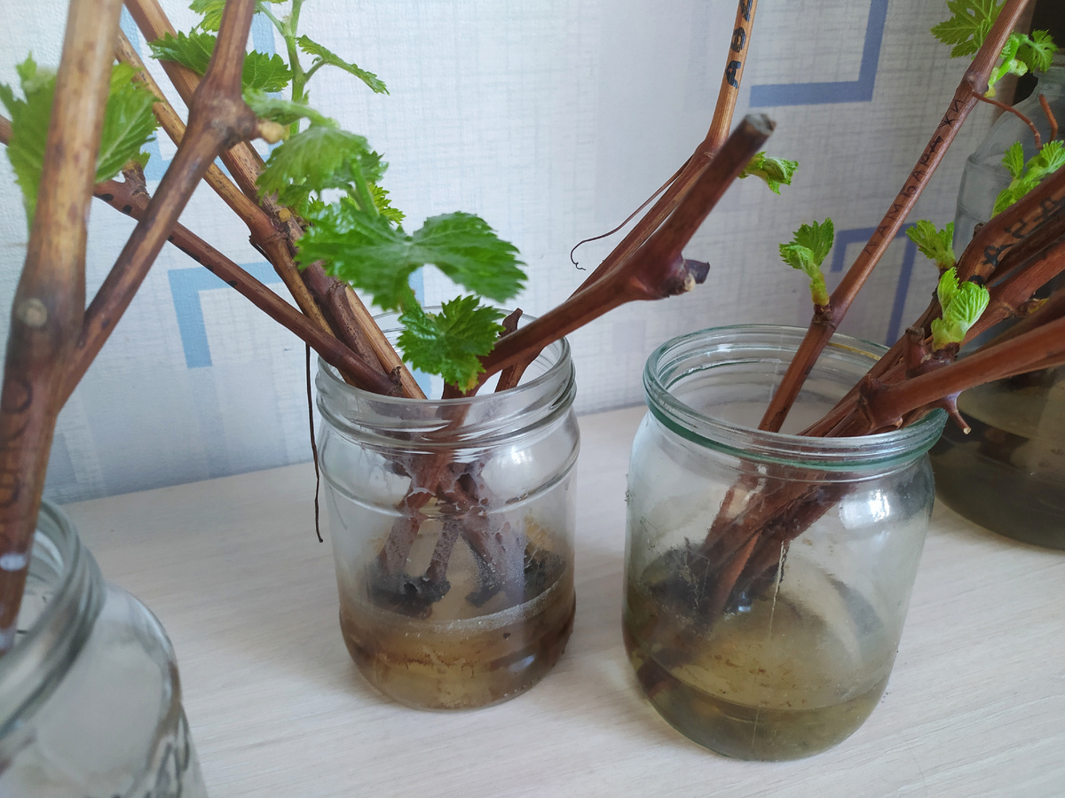 Черенки Аватара и Ламборджини 