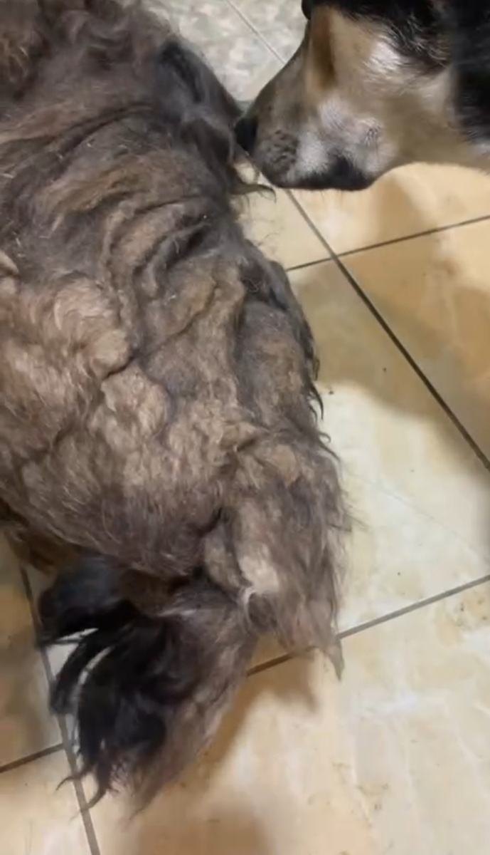 Собака один сплошной колтун