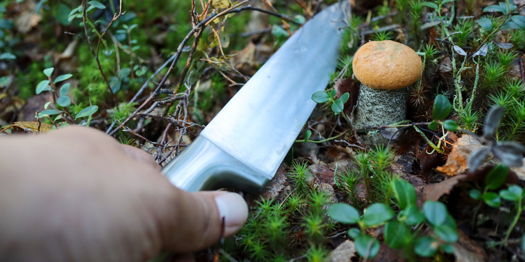 «Идёт охота на грибов, идёт охота!»