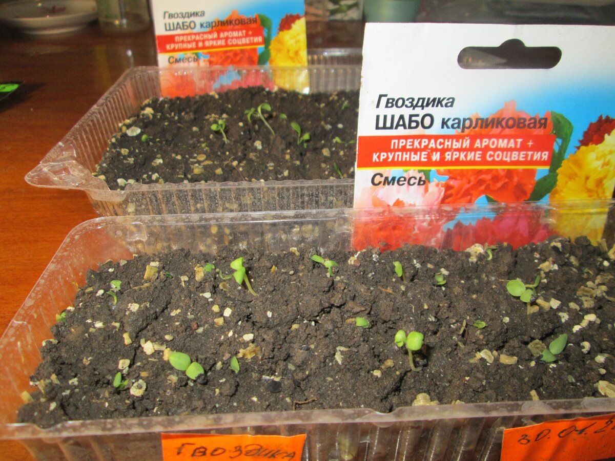 Семена гвоздики Шабо не прорастают — что делать 