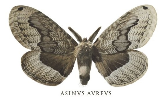 Афиша проекта "Золотой осел. Разомкнутое пространство работы" по тексту Апулея "Метаморфозф" в переводе Кузьмина