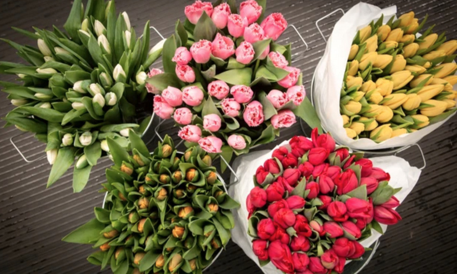 Тюльпаны зацвели в теплицах Владимирского тепличного комбината