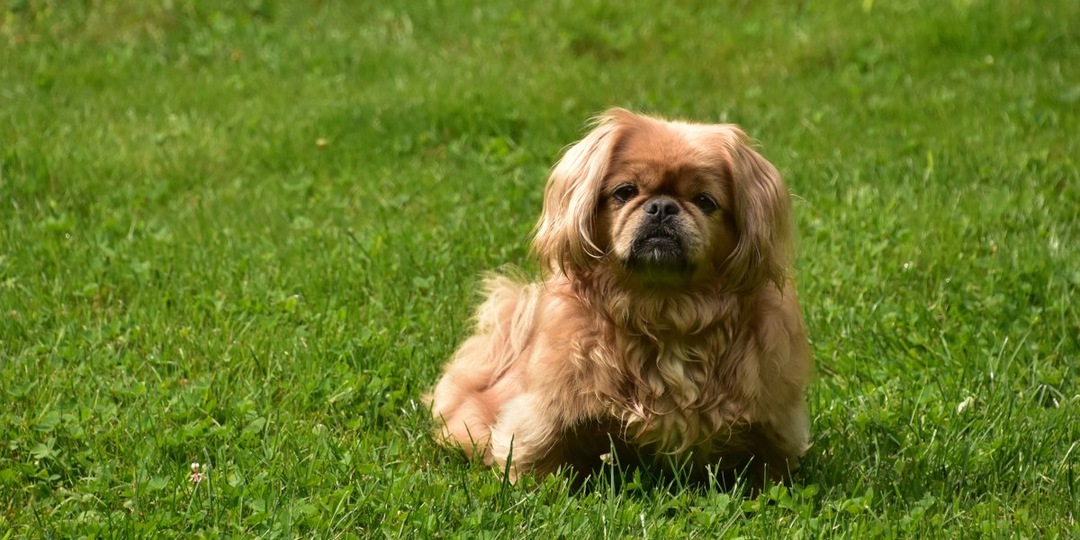 Пятеро на попечение: пекинес и щенки ищут дом после странной истории