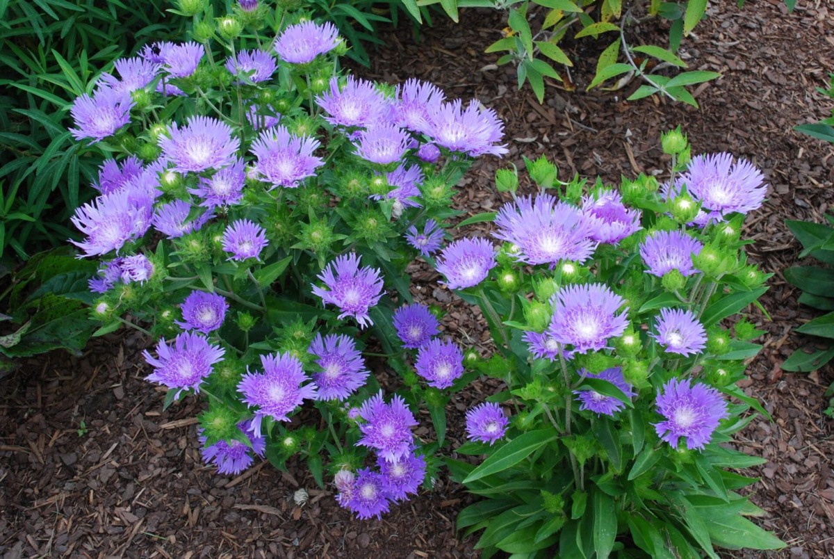 https://www.jenkinsarboretum.org/green-ribbon/stokesia-laevis/