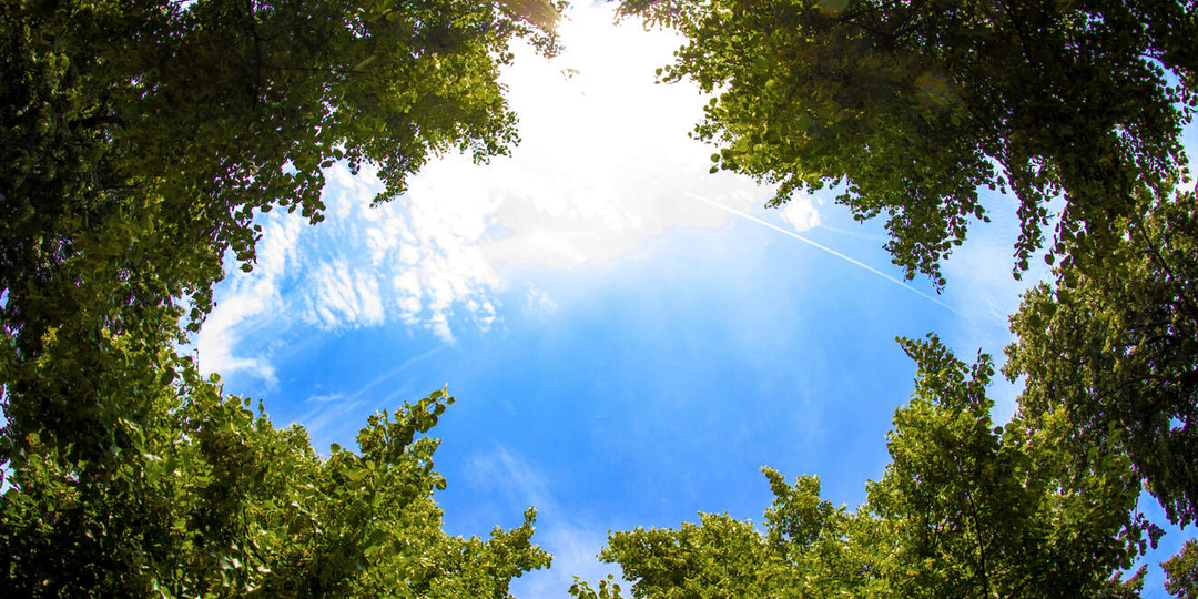 Невероятные приключения "Кошатины"