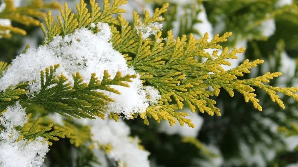 хвойники в феврале