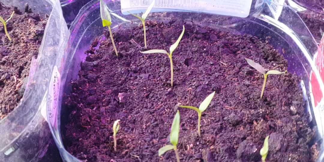 Самый простой способ посадки семян перца на рассаду для быстрого прорастания