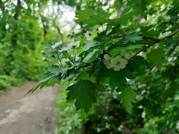     Фото: "МК-Кавказ"