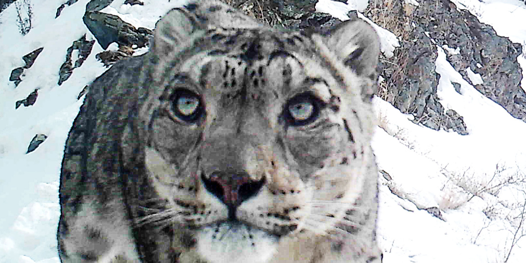 В Туве ирбисы сыграли свадьбу (видео)