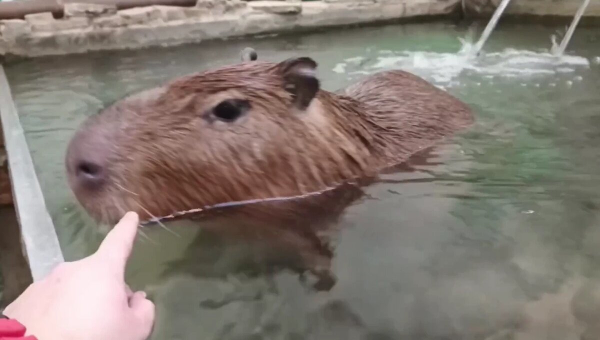    Фото: пресс-служба Белгородского зоопарка