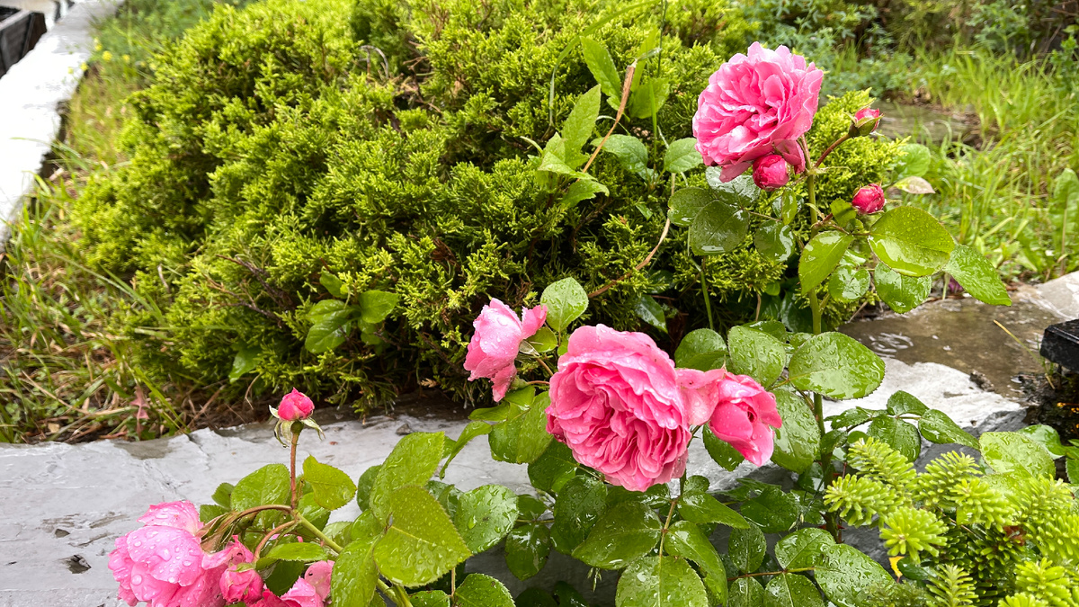 Фото автора канала Расклады на Таро Екатерина KATRIN EMPRESS TAROT Сложно подобрать фото к той ситуации, о которой идет речь и я подумала, что природа очень хорошо намекает на то,что иногда надо замедлиться и насладиться красивым видом и ароматом цветов.