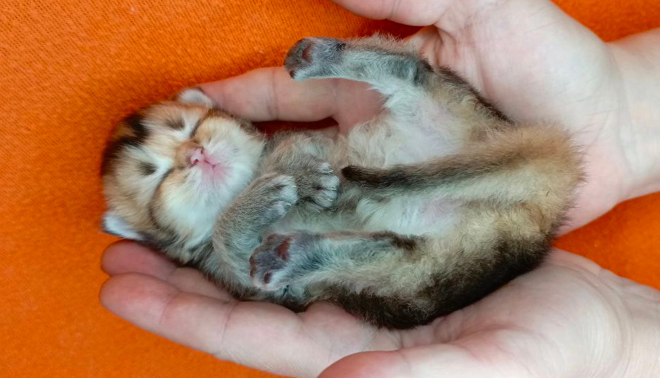 В каком возрасте можно забрать котёнка в новый дом? 5 причин, почему это ВАЖНО для ВАС, не только для котёнка