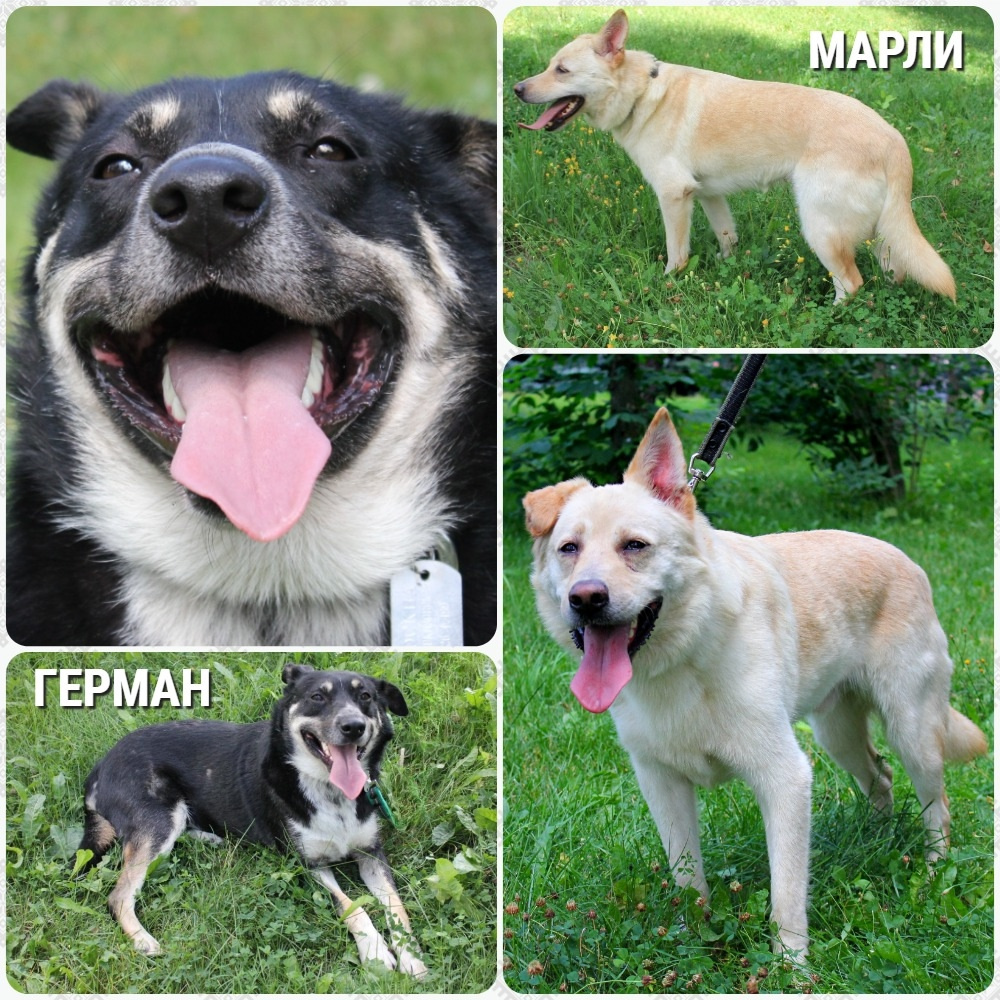 Москва и Мо
Молодые хвостатые спортсмены Герман и Марли - Ваши персональные тренеры хорошего настроения!💪  Оба бывшедомашних пёсика были преданы своими хозяевами и брошены на улице, откуда и попали на передержку для поиска дома, где прошли обработку, кастрацию и обучение этикету. Сейчас им около 2 лет, они совершенно здоровы и готовы к индивидуальным тренировкам со своим человеком. Итак, знакомьтесь:
💜Герман: добрый, собака-улыбака, по поведению приближенный к коту, активный, харизматичный, послушный и очень человекоориентированный кабачок.
💛Марли: яркий, впечатлительный и эмоциональный экстраверт, любит внимание и ласку, активный и очень любопытный пёса.
Записаться на тренировку или выбрать тренера можно по ☎телефонам: 89037371954 (Женя), 89777316385 (Даша)
#foto_hvost #фотохвост #Тренеры
фотоархив: https://vk.com/album-171116447_302374697
ссылка для репоста: vk.com/wall-171116447_65015