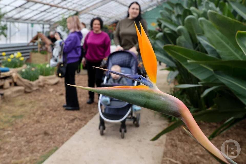    Фото: Дмитрий Рогулин/"Городские вести"