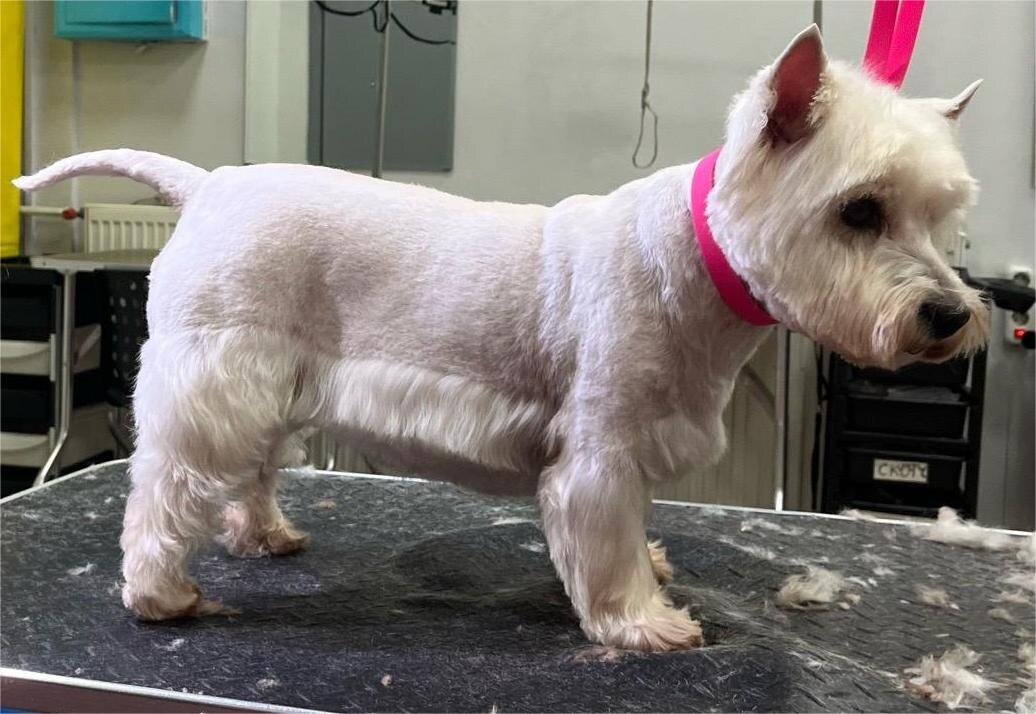 Стрижка для вест хайленда вайт терьера Берто. Пухлявая, мягкая шерсть. 
Пример стрижки вестика с пухлявой не жесткой шерстью. 
Комплекс с купанием - 4300. Грумер Ася.

Стрижка и тримминг — это разные методы ухода за шерстью животных, и выбор между ними зависит от нескольких факторов.

1. Тип шерсти.
 Стрижка обычно используется для собак с пухлявой шерстью, чтобы поддерживать ее в порядке и предотвращать спутывание. Тримминг же чаще применяется для пород с жесткой шерстью, где необходимо удалить только отмершие волоски, сохраняя при этом текстуру и длину основной шерсти.

2. Эстетика.
 Некоторые владельцы предпочитают стрижку, чтобы создать определенный стиль или облегчить уход за шерстью. Тримминг же позволяет сохранить естественный вид шерсти.

3. Удобство.
 Стрижка может быть более быстрой и простой в уходе, особенно для владельцев, не имеющих опыта в тримминге.

4. Здоровье.
 В некоторых случаях стрижка может быть необходима для здоровья животного, например, если шерсть пухлявая или сильно запуталась или есть проблемы с кожей.

Таким образом, выбор между стрижкой и триммингом зависит от породы собаки, состояния ее шерсти и предпочтений владельца.

Стрижка вест хайлед вайт терьера. 
https://balyti.ru/gallery/vest-hailend/strizhka-vest-xajlend-vajt-terera.html

+7 985 -764-90-58
@Grooming_salon_Balyti общий тг
@balyti_sviblovo - Свиблово
Добавляйте нас в контакты 🫶🙏


❤️❤️❤️
https://balyti.ru/ Онлайн запись.
Наша группа в телеграмм
https://t.me/balytivip
Наша группа в вк https://vk.com/yorki_shpitzi_grooming
Подписывайтесь 🙏
Заранее 😻спасибо 💕

 #вестхайлендтерьер #груминг #стрижкасобак #измайлово Грумер Ася. Стрижка по просьбе хозяев, так как изначально мягкая шерсть у питомца. Груминг салон БАЛУТИ 