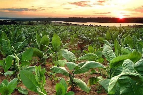 История, вкус и особенности табака Mata Fina