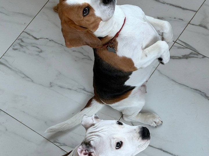 «Мой опыт: как я научил собаку первым командам»