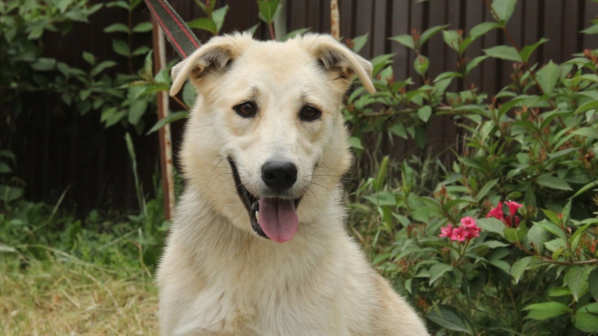    «Собака Обнимака» будет проходить 15 февраля по адресу ул. Петропавловская, 25а.