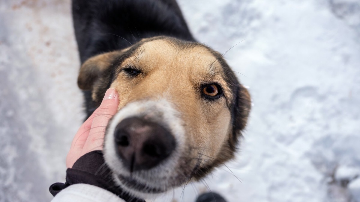    Для приютских животных ценна любая помощь