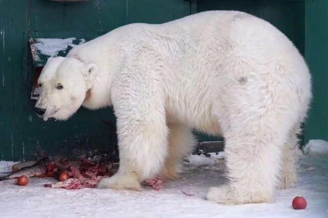    Медведица с удовольствием ест рыбу. Фото: Центр Воспроизводства редких видов животных
