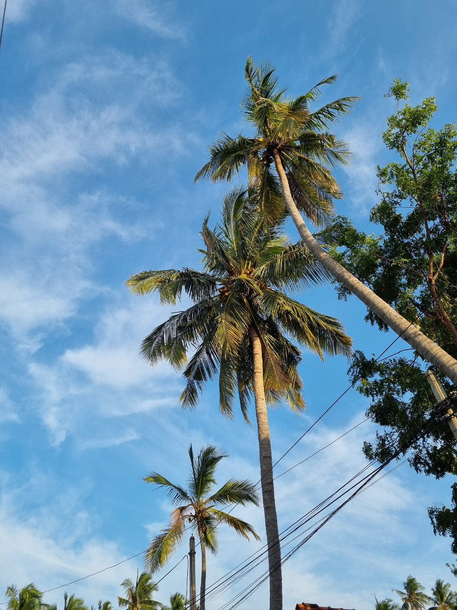 Шри Ланка. Фото автора статьи.