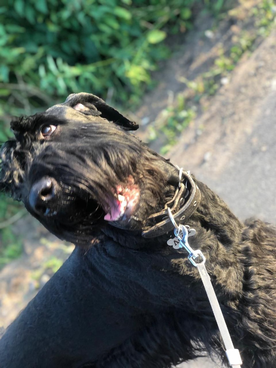 Русский чёрный терьер Лада. Мощь, интеллект и безграничное обаяние в одном корпусе. Знакомьтесь с героиней нового цикла «За породой» — первой частью истории о том, как «собака Сталина» завоевала обычную квартиру и сердце хозяйки. Читайте в блоге «Жизнь с лапками». 🐾