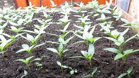 ожидает переезд в новую тару