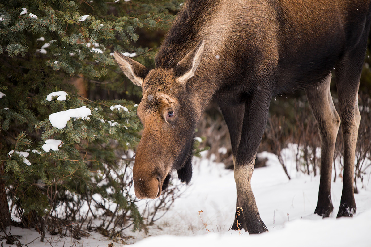 Criss R / Shutterstock / FOTODOM📷Именно обилие соли в зимний период может спровоцировать появление лося в черте города