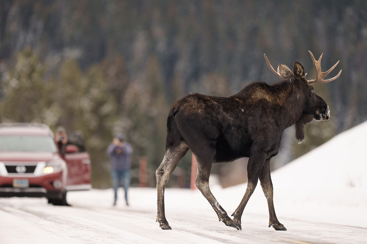 Cavan-Images / Shutterstock / FOTODOM📷Выходы лосей в населенные пункты действительно могут учащаться из-за погодных условий — глубокого снега и морозов
