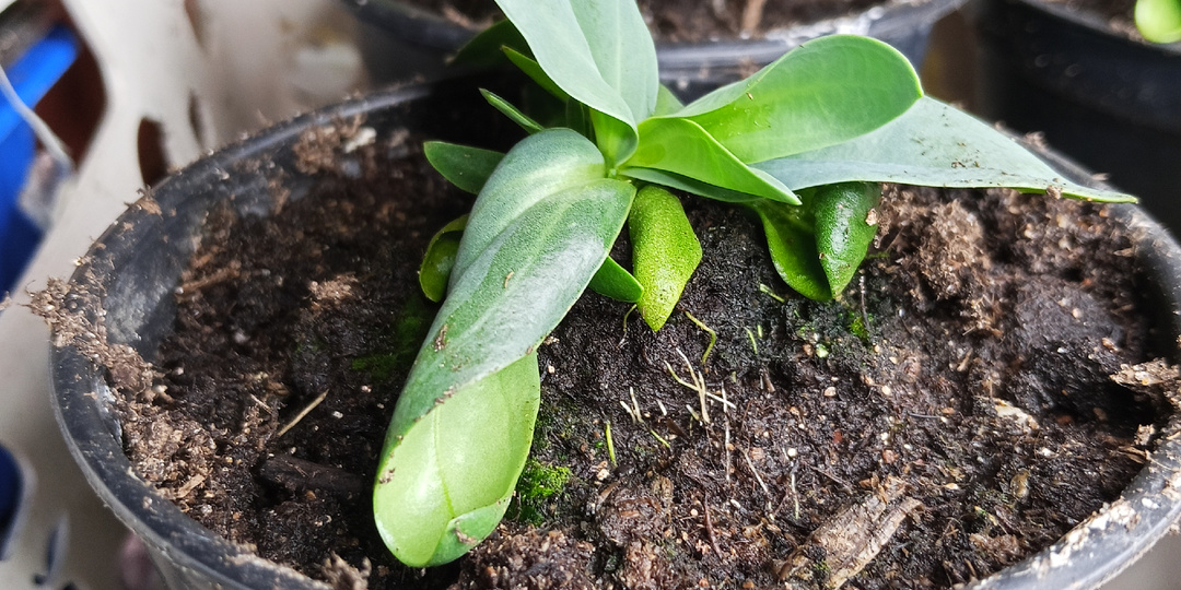 Как развивается эустома через два месяца после посева семян