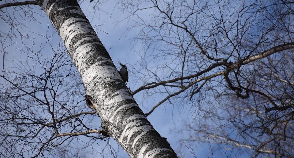    Дятел на дереве в Электрогорске / Медиасток.рф