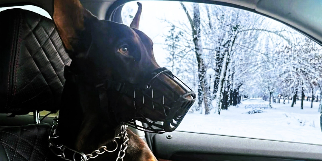 Зимней ночью пса привязали к забору и ушли: 3 семьи брали с радостью, избавлялись поспешно