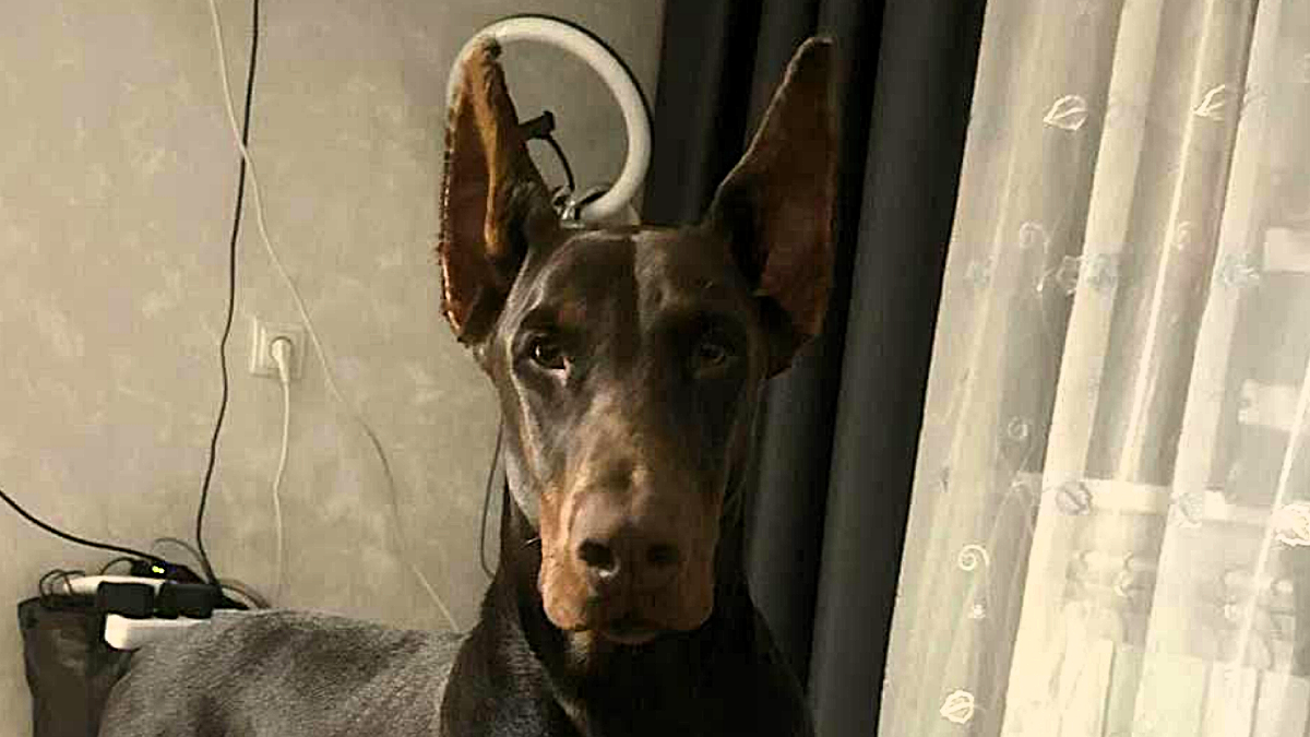 Источник фото: Телеграм-канал центра реабилитации диких животных Пин и Пуф