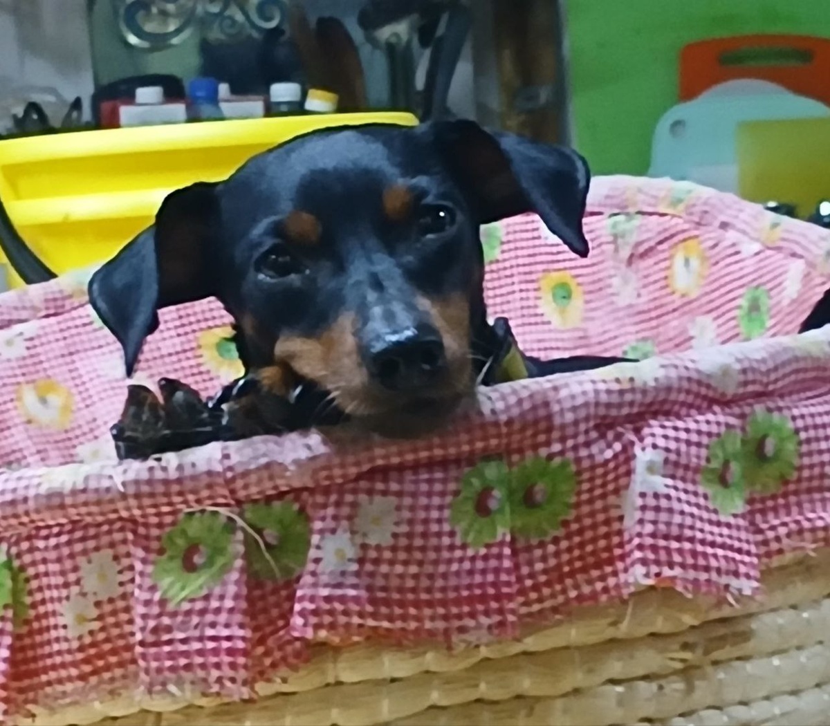 Служебное помещение приюта Ананда, тут живут не только сотрудники, но ещё собачки и котики