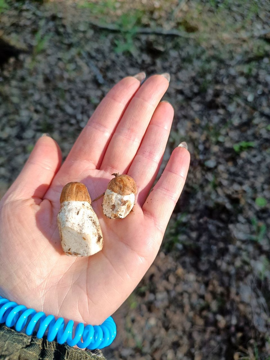 Ольга Чикирева. Первые подберёзовики 2025 года, 25 мая