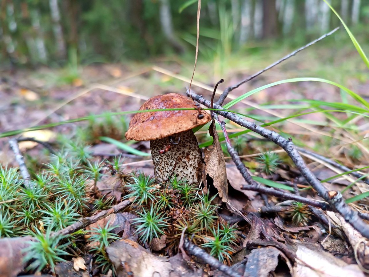 Ольга Чикирева. Муравьи пытаются забрать гриб с собой.