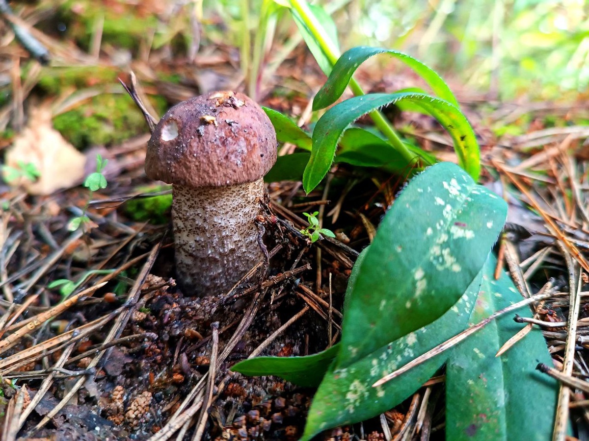 Ольга Чикирева. Подберезовичек.