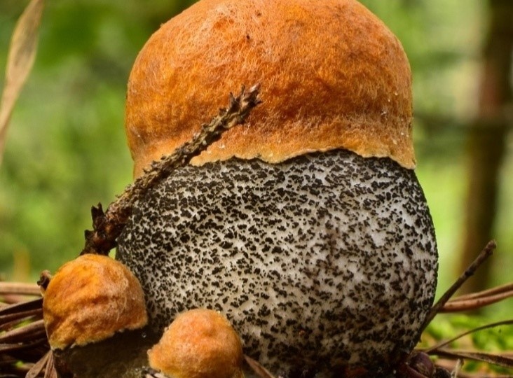 Новый грибной фото конкурс переносит из сугробов в лето! Пересмотрите свой архив, поучаствуйте